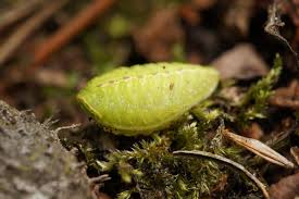 Image result for Apoda limacodes