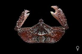 Image result for Cribbia brachyceras