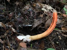 Image result for Pseudocolus schellenbergiae