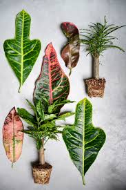 We did not find results for: Croton Houseplant Of The Month For October 2020 Flower Council
