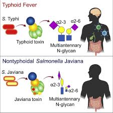 Most people become infected while . Salmonella Typhoid Toxin Pltb Subunit And Its Non Typhoidal Salmonella Ortholog Confer Differential Host Adaptation And Virulence Sciencedirect
