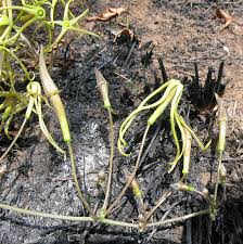 Image result for Trochomeria macrocarpa