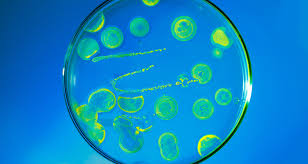 science fair experiment grow bacteria
