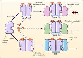 Image result for Tissue-selective Estrogen Complex