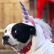 Do Dogs Actually Like Being Dressed Up For Halloween