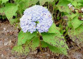 Find out how to choose, grow and prune hydrangeas, and how to tell a hydrangea variety by the flower. Cercospora Leaf Spot On Hydrangea
