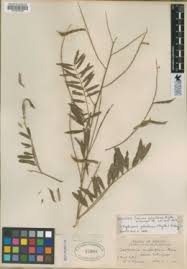 Image result for Tephrosia aequilata