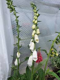Image result for Digitalis purpurea alba/ red spots