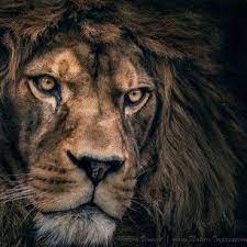 Sometimes You Should Remind People That There S A Lion Inside Lion Pictures Feline Lion Africa