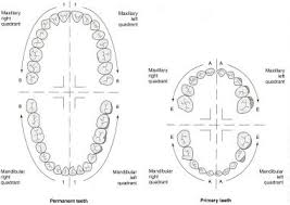 Dental Charting Dental With Herrera At Bel Air High School