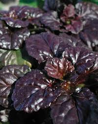 Image result for Ajuga