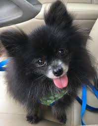 Chihuahua pomeranian mix puppies are great around children as well as being adored by adults. Pomchi Dog Breed Pictures 1