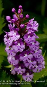 Small Purple Fringed Orchids Platanthera Psycodes Orquidea Orquidarios Jardim