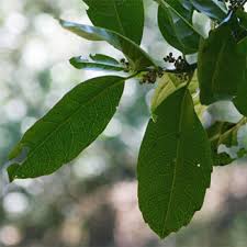 Image result for Xymalos monospora