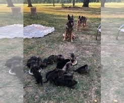 Red cedar farm german shepherds is located just a short distance from the nc zoological park in the beautiful foothills of the uwharrie national forest near asheboro, north carolina. View Ad German Shepherd Dog Litter Of Puppies For Sale Near Kansas Garland Usa Adn 215498