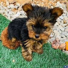 Chiots Yorkie Enregistres A Vendre En 2020 Chiot Animaux Louer Un Camping Car
