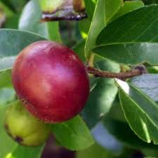 Image result for Flacourtia indica