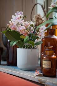 Flower Orchids Label Deco Orchids Phalaenopsis Orchid Phalaenopsis