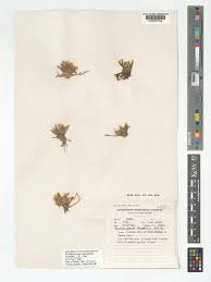 Image result for Anacampseros rhodesica