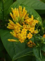Image result for Cestrum
