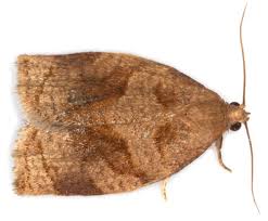 Image result for Archips rosanus