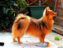 Red Sable Flat Coat Pomeranian Dog Breeds Pictures Cute Dog Pictures Small Dog Breeds