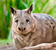 Image result for Southern hairy-nosed wombat