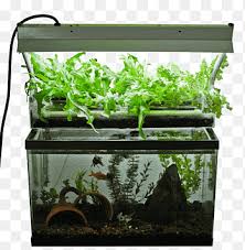 Über 7 millionen englischsprachige bücher. Aquaponics Hydroponics Aquarium Fish Farming Aquaculture Aquarium Plants Building Rectangle Png Pngegg
