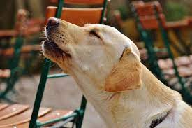 How To Stop A Dog Howling When Left Alone Dog Training Me