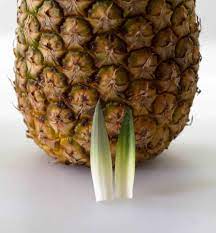 Jul 15, 2021 · one of the best ways to tell if a pineapple is ripe is by smelling it. How To Tell If Pineapple Is Ripe Mother Would Know