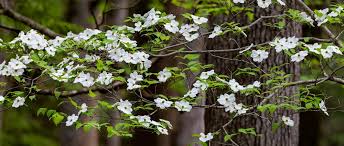 Aphids and powdery mildew can be a problem, but a fungicidal application and horticultural oils in unlike c. Types Of Dogwood Trees And Their Benefits For Your Yard