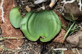 Image result for Eriospermum seineri