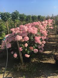 However, usually normal garden soil is sufficient. Hydrangea Arborescens Invincibelle Pink Annabelle Ball Hortensie Invincibelle Pink Annabelle