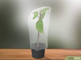 How To Propagate Hibiscus Hibiscus Plant Growing Hibiscus Rooting Plant Cuttings