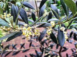 Then grows small light green during summer that follows with dark brown color and purple shades when fully ripe. Sheila Echols Smesny On Instagram I Love Seeing My Arbequina Olive Tree In Bloom Not Sure What I Ll Do With Arbequina Olive Tree Lawn And Garden Olive Tree
