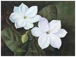Arabian Jasmine Philippines National Flower I Want This As My Next Tattoo Jasmine Flower Tattoos Flower Painting Filipino Tattoos
