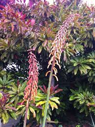 Image result for Kniphofia thomsonii