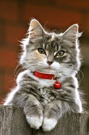 10 Best Amazing Videos For Cats Guzel Kediler Evcil Hayvanlar Hayvan