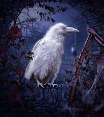 Black And White Raven Art The White Raven By Fae Melie Melusine On Deviantart Raven Art White Raven Raven Artwork