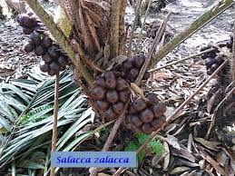 Maybe you would like to learn more about one of these? Buah Salak Dari Pahang