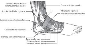 It is directed medialward as a double layer, one lamina passing in front of,. Peroneal Tendon Disorders Abstract Europe Pmc