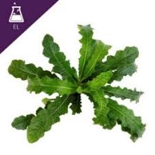 Image result for Elephantopus scaber