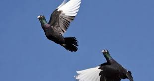 حمام قلاب او حمام شقلباظ العرض الرائع Youtube Pigeon Breeds Pigeon Pictures Pigeon