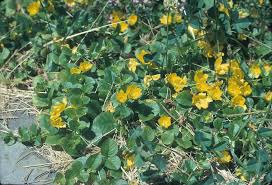 Image result for Lysimachia djalonis