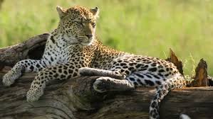 Region Spotlight The Magical Lerai Forest Is A Special Refuge For Many Different Species Of Animals Look For Sly Bull Elephant Animals Wildlife Photography