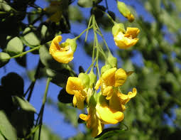 Image result for Calpurnia aurea