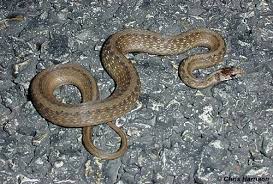 Black And White Striped Snake Texas Snakes Of The Brazos Valley Texas Brown Snake Texas Snakes Snake Texas