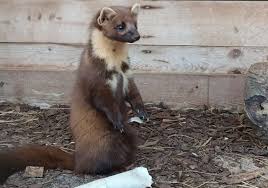 Image result for kuna lesní obrázky