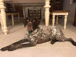 The german shorthaired pointer is actively adventurous. German Shorthaired Pointer Club Of Virginia Home Facebook