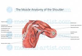 There are three main muscles in your shoulder: Shoulder Anatomy Illustrations Healthy Shoulder Anatomy Shoulder Replacement Illustrations